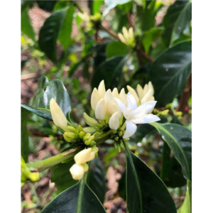 Yirgacheffe Wango Washed Grade 2