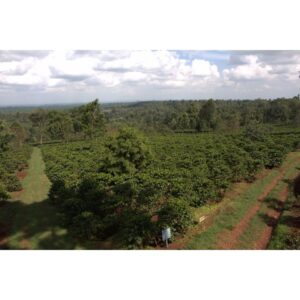 Kenya Githaka Peaberry