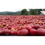 Ethiopia Yirgacheffe Konga Natural Process