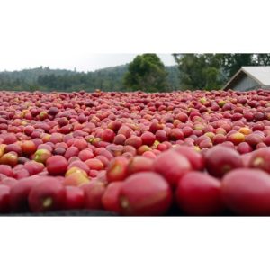 Ethiopia Yirgacheffe Konga Natural Process
