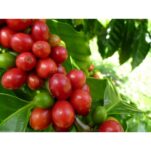 yirgacheffe-worka-sakaro-ethiopia-specialty-coffee-1038220893