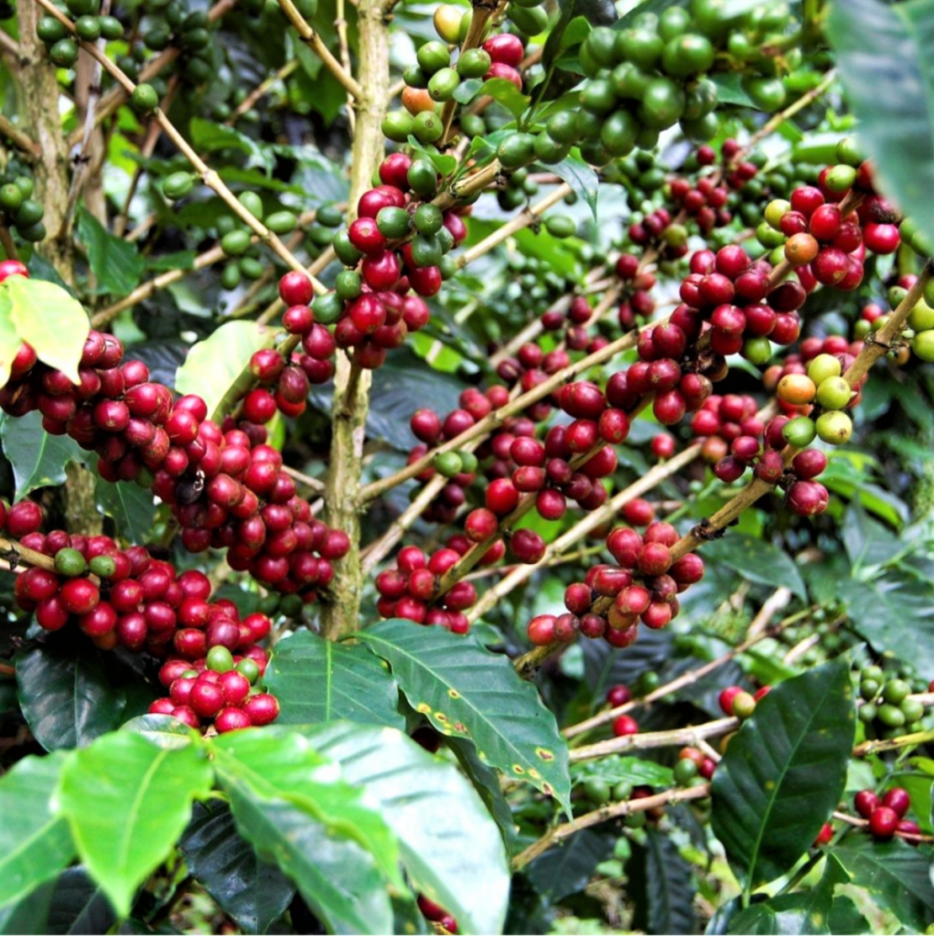 Sumatra Blue Bianca Wet Hulled Giling Basah - Specialty Coffee - Green ...