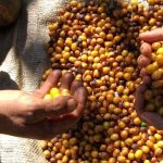 Fazenda Santa Quitéria Pulped Natural Yellow Bourbon
