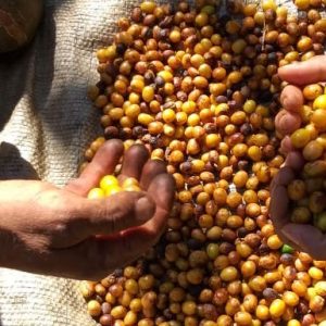 Fazenda Santa Quitéria Pulped Natural Yellow Bourbon