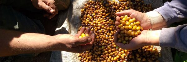 Fazenda Santa Quitéria Pulped Natural Yellow Bourbon