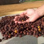 La Negrita Nicaragua Obata Micro Lot #196