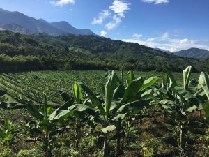 Colombia Guayata Boyacá Region - Green Bean Roasters - Melbourne