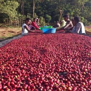 Guji Chebega Gr1 Ethiopia Specialty Coffee