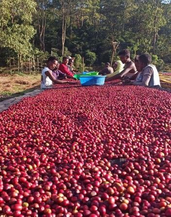 Guji Chebega Gr1 Ethiopia Specialty Coffee