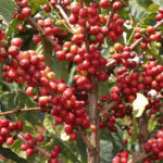 Yirgacheffe Moki G3 Natural Process