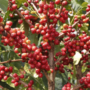 Yirgacheffe Moki G3 Natural Process