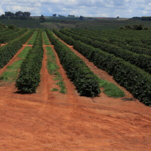 Fazenda Sao Pedro da Canastra