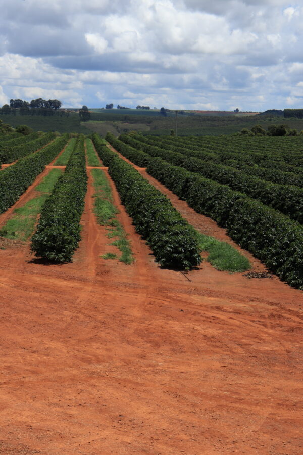 Fazenda Sao Pedro da Canastra