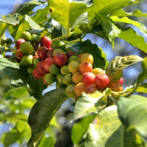Guji Chebega Gr2 Ethiopia Specialty Coffee