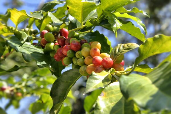 Guji Chebega Gr2 Ethiopia Specialty Coffee