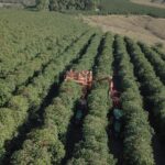 Brazil Andira 15 Signature Specialty Coffee