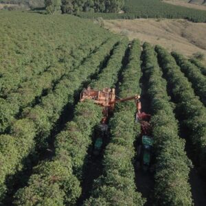 Brazil Andira 15 Signature Specialty Coffee
