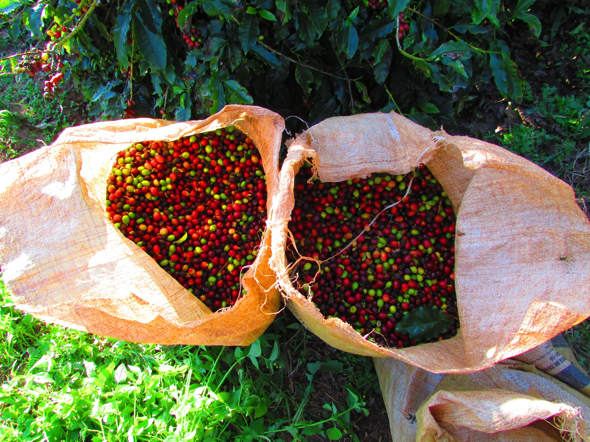 Ethiopia Bisrat Melaku Uraga Grade 1