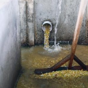 Bali SENJA Batukaang #04 Anerobic Honey Process Micro Lot