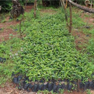 Kenya Muthonjo Estate Peaberry