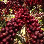 Brazil Anahy Signature Coffee Natural Lot Premium Specialty Coffee