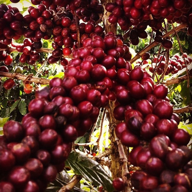 Brazil Anahy Signature Coffee Natural Lot Premium Specialty Coffee