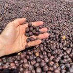 Costa Rica Brumas del Zurqui Natural Process