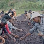 Costa Rica Brumas del Zurqui – Finca Don José