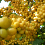 Brazil Uyara Signature Coffee