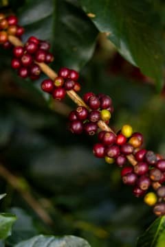 Bolivia La Paz Organic Microlot - Image 3