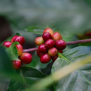 Brazil Santa Monica Estate Pink Bourbon Lot 16C