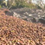 Brazil Ibiraci Santa Monica Estate Micro Lot 56C