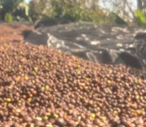 Brazil Ibiraci Santa Monica Estate Micro Lot 56C